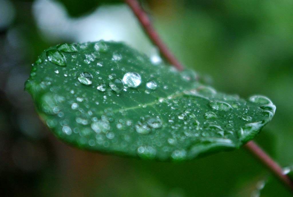 It's Not Work, It's Gardening! Rain, rain, rain, rain.